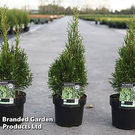 Thuja occidentalis Smaragd Variegata