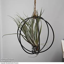 Hanging Air Plant (Tillandsia) - Gift