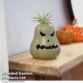 Halloween Tillandsia in Ghoulish Gourdon Pot