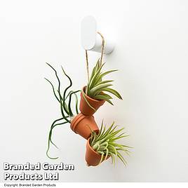 Air plant Mini Pots on Rope