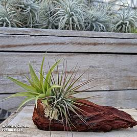 Air Plants (Tillandsia) on Mini Wooden Log