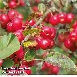 Crab Apple Red Sentinel