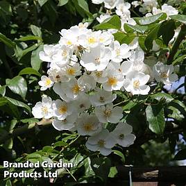 Rose filipes Kiftsgate (Rambling Rose)