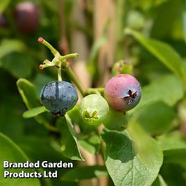 Blueberry Goldtraube 71