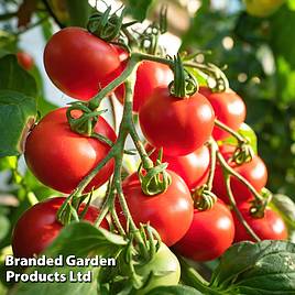 Tomato F1 Shirley (Indeterminate) - Seeds