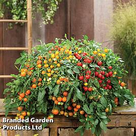 Tomato Rainbow Drops Mix F1 - Seeds