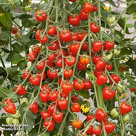 Tomato Fraise - Seeds