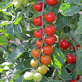 Tomato Toddler F1 - Seeds