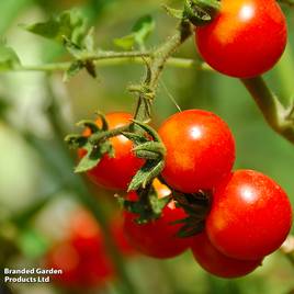 Tomato Zuckertraube (Sugar Grape) - Organic Seeds