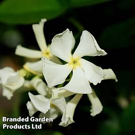 Trachelospermum jasminoides Variegatum