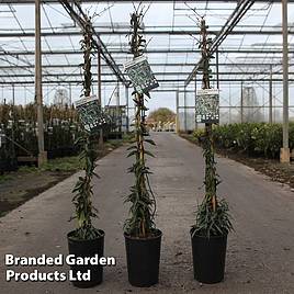 Trachelospermum jasminoides Waterwheel