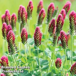 Sprouting Red Clover  (Organic) - Seeds