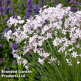 Tulbaghia violacea (Marginal Aquatic)