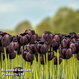 Tulip Black Satin