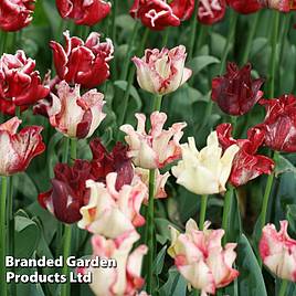 Tulip Coronet Mix