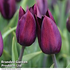 Tulip Havran