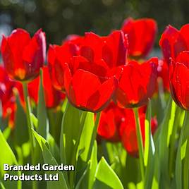 Tulip Red Impression