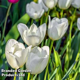 Tulip Snowstar