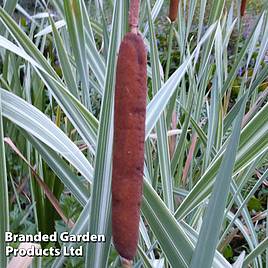 Typha latifolia (Marginal Aquatic)