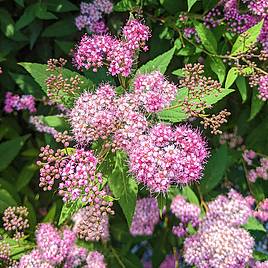 Spiraea japonica Odensala