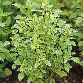 Basil Bush - Herb Seeds