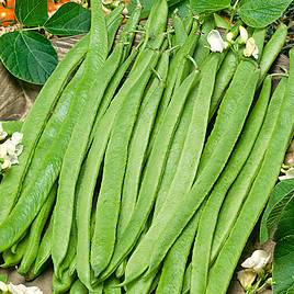 Runner Bean Czar - Seeds