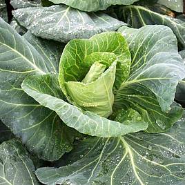 Cabbage (Pointed) Merlin - Seeds