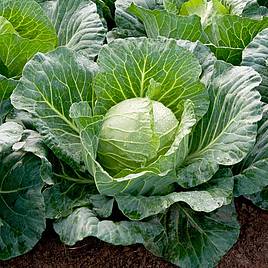 Cabbage F1 Sunta - Seeds