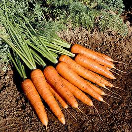 Carrot F1 Fire Wedge - Seeds