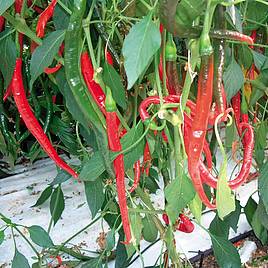 Pepper Chilli De Cayenne - Seeds