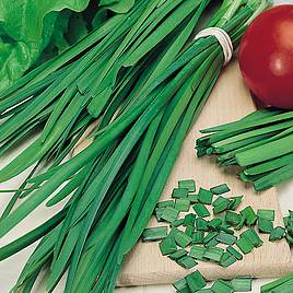 Garlic Chives - Predator Seeds