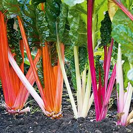 Swiss Chard  Rainbow Mix - Seed Tape