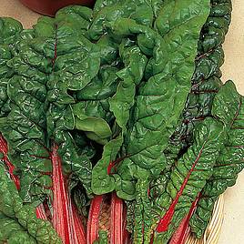 Leaf Beet Rhubarb Chard - Seeds