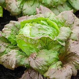 Lettuce Red Iceberg - Seeds