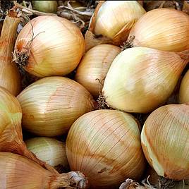 Onion Ailsa Craig (Organic) - Seeds