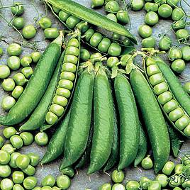 Pea Proval - Seeds