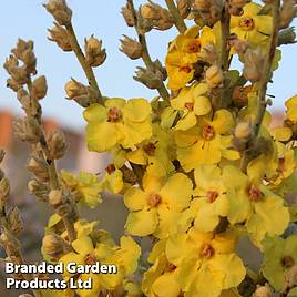 Verbascum phlomoides Banana Custard