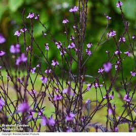 Verbena Lavender Lace