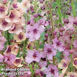 Verbascum x hybrida Southern Charm