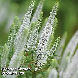 Veronica spicata Snow Candles