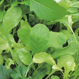 Leaf Salad French Mix - Seeds