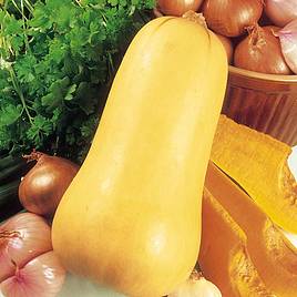 Squash Butternut (Organic) - Seeds