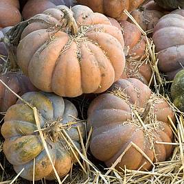 Squash Musquee de Provence - Seeds