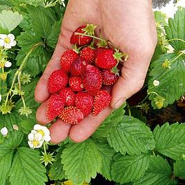 Strawberry Regina - Seeds
