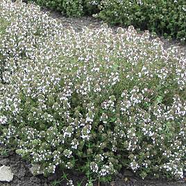 Thyme Orange-Scented - Herb Seeds