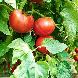 Tomato F1 Big League (Determinate) - Seeds