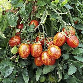Tomato F1 Firecracker (Determinate) - Seeds