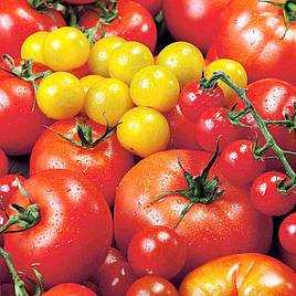 Tomato Summer Sensation Mix (Indeterminate) - Seeds