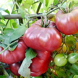 Tomato F1 Brandy Boy - Seeds