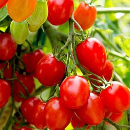 Tomato Romello F1 (Determinate) - Seeds